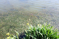 水草