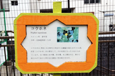 コウホネ