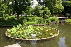 蓮池