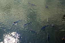 魚